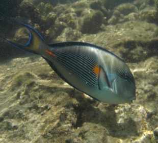 Рыба-попугай