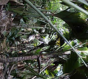 Tief im Vallee de Mai