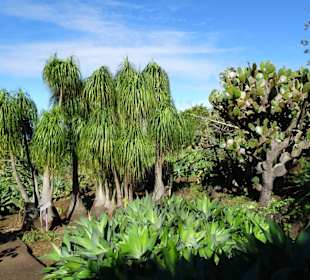 Im Kakteengarten von Mascarin