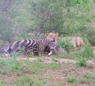 Ein Zebra mußte dran glauben