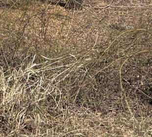 Wildrosenlehrpfad