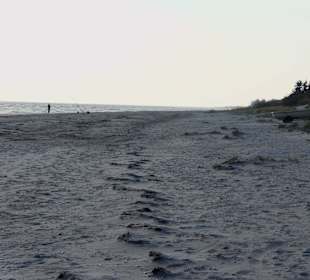 Lynsae Strand