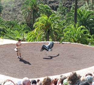 Greifvogelshow - Marabu