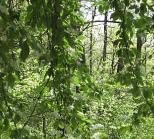 Wanderweg Hochgehwachsen