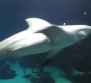 Aquarium / Oceanongrafic