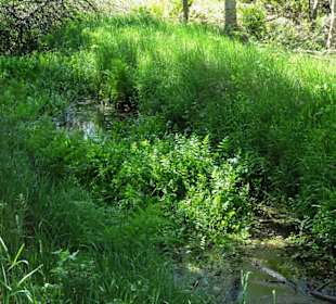 Wanderung durch das Tarmstedter Moor