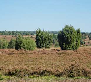 Wanderung von Undeloh durch die Heide
