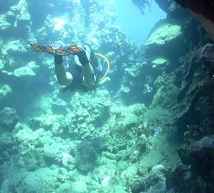 Reef