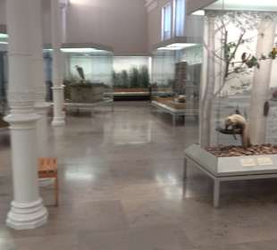 Staatliches Naturkunde Museum