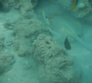 Meeresbewohner am Hausriff