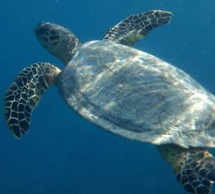 Schildkröte am Außenriff