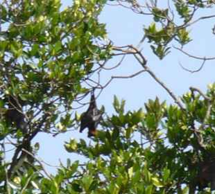 Tiere auf Mangrovenfahrt