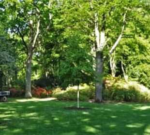 Hauptblüte im Rhododendronpark Bremen