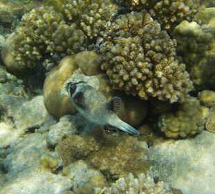 Schnorcheln Sharm el Sheikh