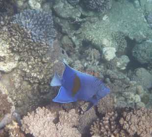 Hausriff - Arabischer Kaiser