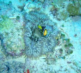 Anemone mit Clarks-Nemos