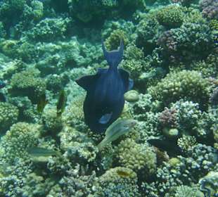 Unterwasserwelt am Hausriff