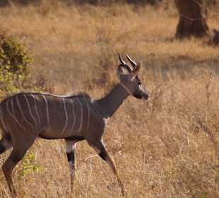 Tierwelt im Nationalpark