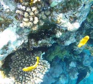 Šnorchlování na domovském útesu