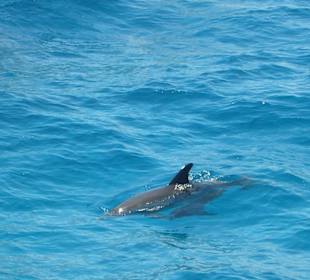 Schnorcheln mit Delphinen