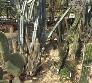 Botanischer Garten
