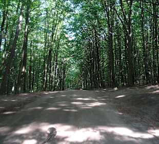 Zufahrt nach Buchwalde, schöne Wälder
