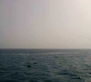Die Flecken auf dem Wasser sind Delfine