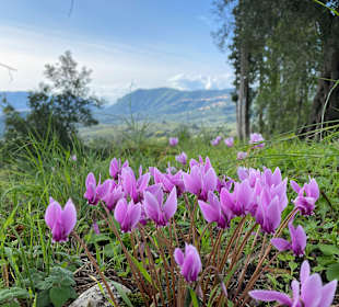 Inselrundfahrt Korfu