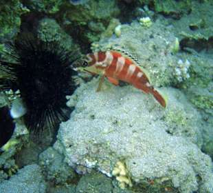 Baskenmützen-Zackenbarsch am Hausfiff