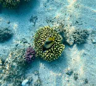 Schnorcheln Marsa Alam