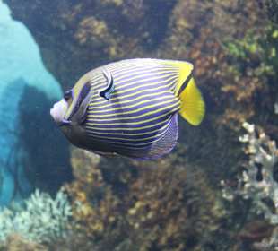 National Aquarium Malta