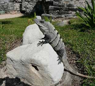 Tulum die Mayastadt am Meer