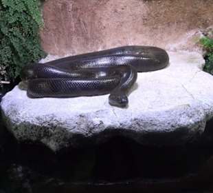 Tierpark Hellabrunn - Fische