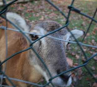  Wildschaf im Wildgatter 
