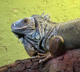 Leguane im Nautiland