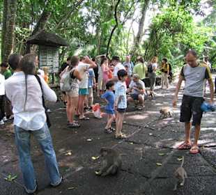 Wer sind hier die Affen?