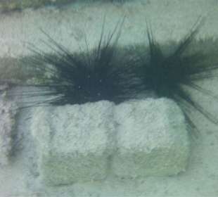 Seeigel