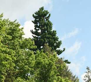 Geheimnisvoller Baum