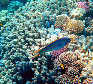 Schnorcheln  The Grand Makadi