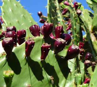 Im Kakteengarten von Mascarin
