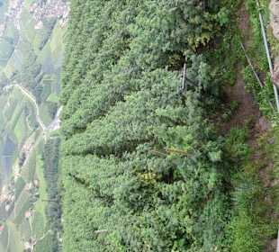 Die großen Himbeerplantagen