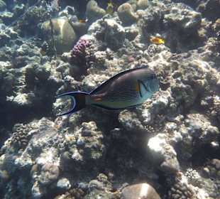 Unterwasserwelt am Riff