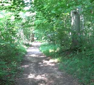 Waldlehrpfad St. Johann