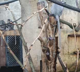 Zoo Hannover 