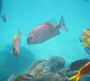 viele Fische vor Koh Tao
