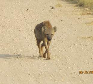 Der Schakal, einsam und verlassen 