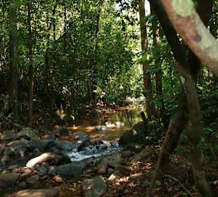 Im Sinharaja Regenwald