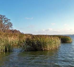 Nordufer am Kamper See