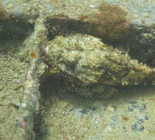 Tauchen am Wrack der Fähre in der Bucht Samana