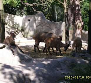 Tierpark Hagenbeck